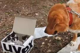 《被遺棄的四隻小貓驚見超大狗》跪求小貓的心理陰影面積...