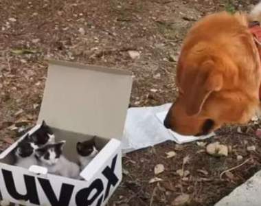 《被遺棄的四隻小貓驚見超大狗》跪求小貓的心理陰影面積...