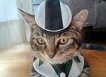 TIGER & BUNNY《貓咪版虎叔》這樣的虎叔太犯規了 ❤ TIGER & BUNNY《貓咪版虎叔》這樣的虎叔太犯規了 ❤