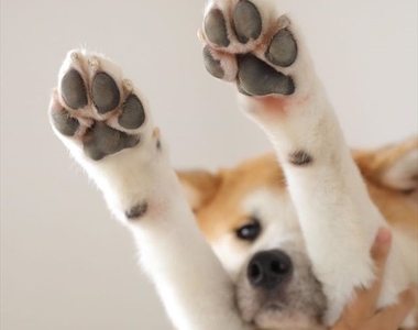 《遛狗前汪Touch一下》測量一下地面溫度避免寶貝肉球燙傷喔～