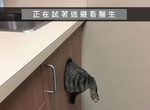 《貓的Snapchat》在背後靠北~邊走以為朕不知道嗎? 《貓的Snapchat》在背後靠北~邊走以為朕不知道嗎?