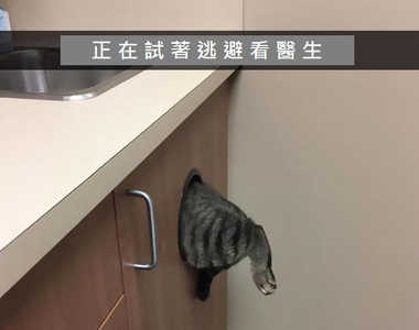《貓的Snapchat》在背後靠北~邊走以為朕不知道嗎?
