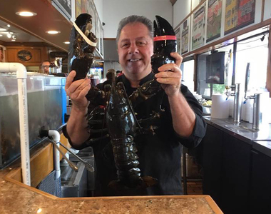 《高齡132歲的龍蝦》長壽蝦瑞被野放回海中還能順利生存嗎...？