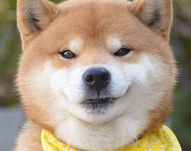 《無口系柴犬》有時候也會出現計劃通的樣貌