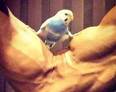 《肌肉與鸚鵡的反差萌》不怕站不住給你滿滿的大肌肉