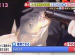 日本奇妙祭典《餵鯉魚喝酒放生》是可以接受的傳統還是虐待動物? 日本奇妙祭典《餵鯉魚喝酒放生》是可以接受的傳統還是虐待動物?