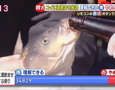 日本奇妙祭典《餵鯉魚喝酒放生》是可以接受的傳統還是虐待動物?