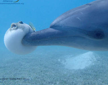 爆笑《河豚慘遭海豚玩弄》海洋工口帝想嗑河豚毒素來get high？