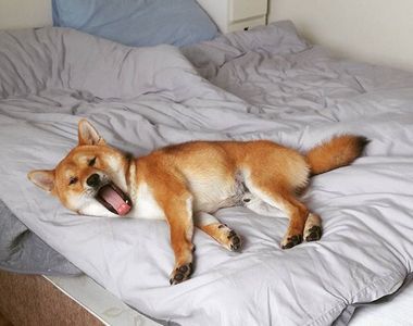 撒嬌的汪星人《學貓叫的柴犬》人家想上床睡覺~喵嗚~