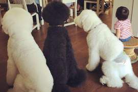 他們全部都是《阿嬤帶大的狗》果然阿嬤之手才是進化重要元素