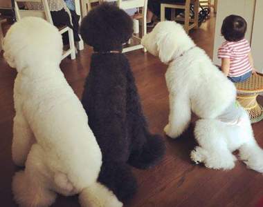 他們全部都是《阿嬤帶大的狗》果然阿嬤之手才是進化重要元素