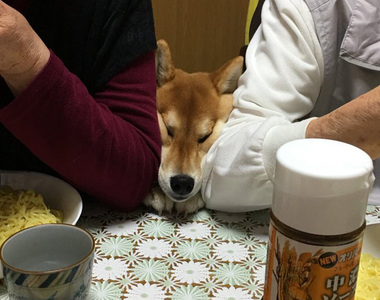 《貪吃的柴柴》可惡的人類～吃的東西都好香 汪星人我也想吃(擠)