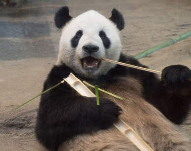 《每天拍攝熊貓的男人》6年不間斷的問候感覺就跟家人一樣