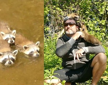 《小浣熊來襲》被三隻小浣熊包圍的大叔...真的不是釣魚的時候了ww