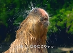 《大塚明夫配音的水豚》低音水豚淋浴好~蘇~湖~ 《大塚明夫配音的水豚》低音水豚淋浴好~蘇~湖~