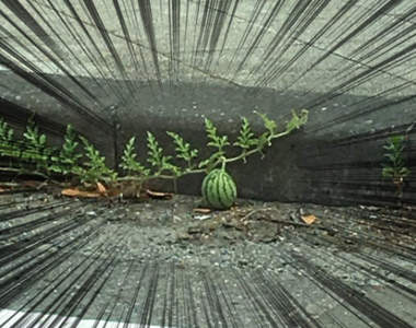 推特爆紅《那顆西瓜》乍看之下的路邊雜草堆竟然長出一顆西瓜!?