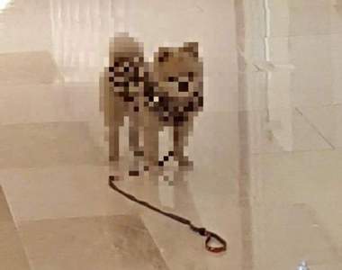 逛街遇到朋友太高興《把狗拋在後頭》結果一回頭毛小孩爆氣了ww