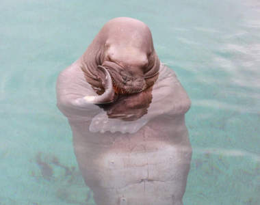 裡面有躲人吧？《沉思的海象》讓海象這麼煩惱的原因竟然是...www