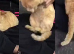 《賴著不走的貓》你是被我選中的人啊~怎麼可以趕我走? 《賴著不走的貓》你是被我選中的人啊~怎麼可以趕我走?