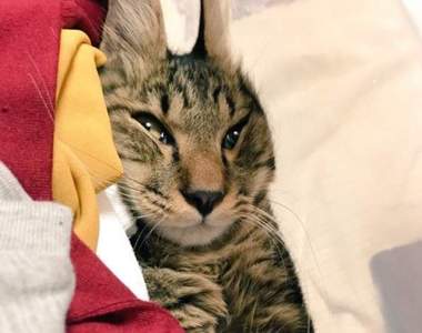 《喵的勒瘦臉超容易》kuso人生一瞬之光系列