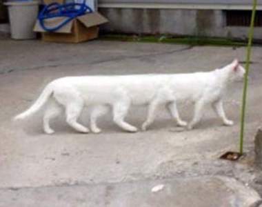 隨手拍鬼照《全景攝影的悲劇》一不留神怪物就這樣出現了......