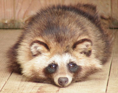 《狸貓的奇妙生態》網友大嘆：至今還沒絕種真是太神奇了...