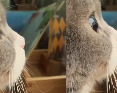 遠看是貓咪～近看原來是《天使的側臉》啊