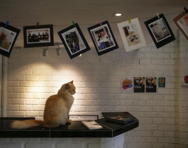 世界第一間《五星級貓咪旅館》給主子至高無上的尊榮享受