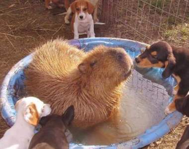 戒心超低《愛泡湯的水豚君是動物人氣王》精通慢活之道的療癒鼠鼠