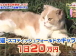 上班族崩潰《動物明星薪水大公開》貓狗一天賺得比你一個月還多…… 上班族崩潰《動物明星薪水大公開》貓狗一天賺得比你一個月還多……