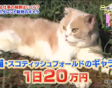 上班族崩潰《動物明星薪水大公開》貓狗一天賺得比你一個月還多……