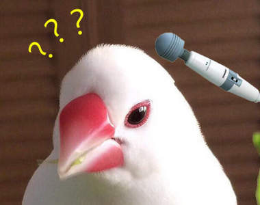 《把按摩當做享受的文鳥》療癒感超強好像真的很舒服耶