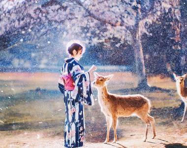 《鏡頭下的日本櫻花美景》美的想讓人馬上飛過去玩