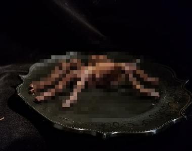 情人節送《蜘蛛巧克力》攻略生物系（？）女子可說正中紅心