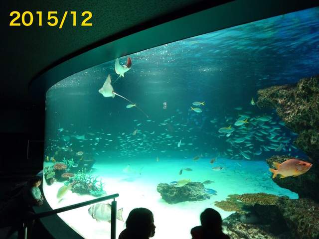 突如其來的鯊魚 水族館放這個機關真是太壞惹xd