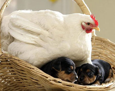 《母雞是最棒的媽媽》動物界之母非你莫屬了