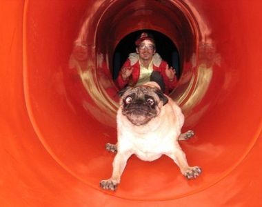 《感到後悔的狗狗們》果然不能衝動下決定...（？）