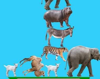 《動物對戰堆塔遊戲》雖然畫面有點冏但卻有讓人著迷的魔力