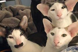 厭世感極強的《小精靈泰國貓》看著看著我都有點厭世了說