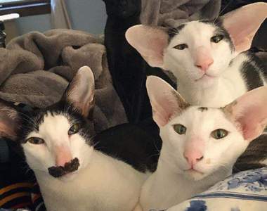 厭世感極強的《小精靈泰國貓》看著看著我都有點厭世了說