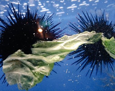 珍奇畫面《進食中的海膽》那小小的嘴巴實在是太萌啦