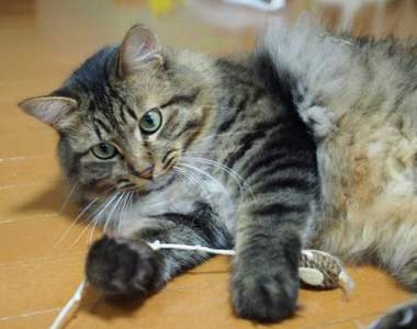 貓飼主注意《玩具老鼠的誤食問題》推民們的實際經驗引發瘋傳