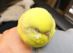 治癒感十足《圓滾滾的鳥》看起來真的很像一顆網球啊XD 治癒感十足《圓滾滾的鳥》看起來真的很像一顆網球啊XD