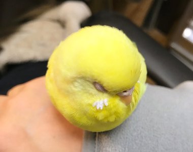 治癒感十足《圓滾滾的鳥》看起來真的很像一顆網球啊XD