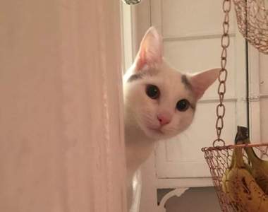 《熱愛玩大家來找碴的白貓Pierogi》貓奴每天都要完成考驗才知道主子在哪ww