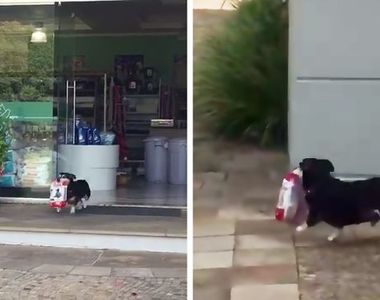 《巴西聰明的汪星人Pituco》自己的伙食自己買