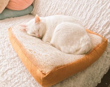 臉書爆紅中《喜歡吐司抱枕的貓咪》你今天也想來點貓吐司嗎？