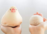 鳥奴必見《文鳥收納袋》完全再現肚子貼地的大福狀態(圓) 鳥奴必見《文鳥收納袋》完全再現肚子貼地的大福狀態(圓)