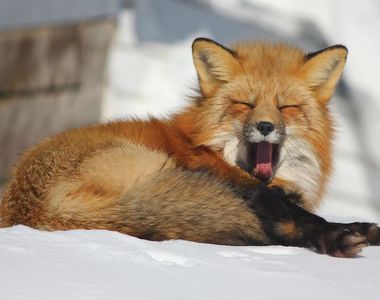 《造訪攝影師的狐狸》為什麼每年冬天都要到人家庭院裡過冬呢？