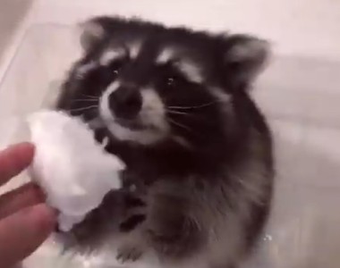 《給浣熊一塊棉花糖》當然只有一種結果了（聳肩）